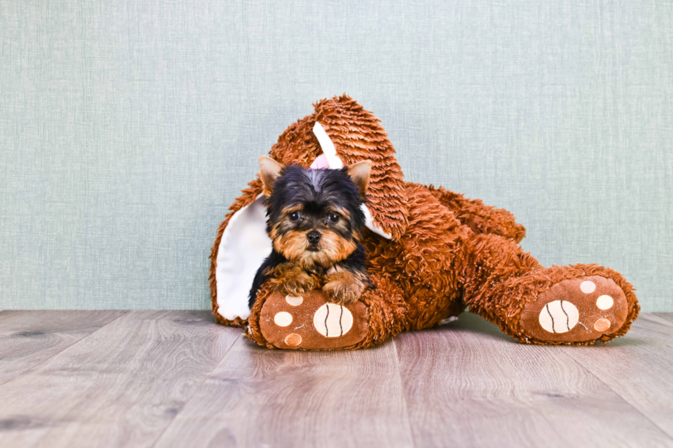 Meet Sebastian - our Yorkshire Terrier Puppy Photo 