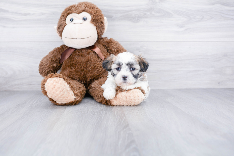 Playful Shichon Designer Puppy