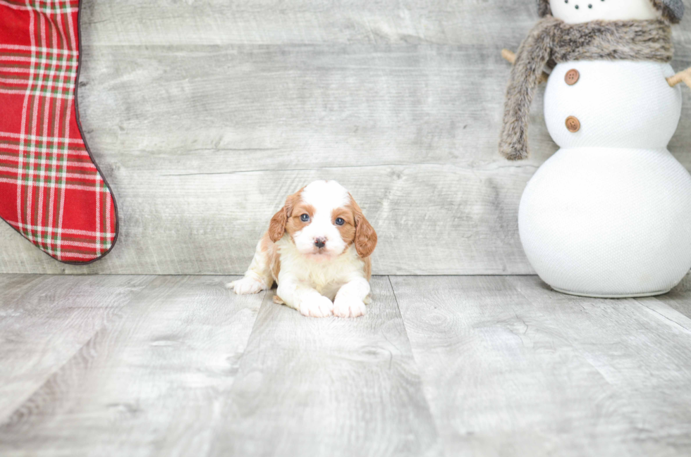 Cavapoo Puppy for Adoption