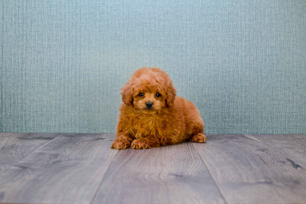 Best Mini Goldendoodle Baby