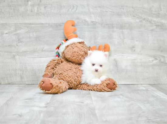 Akc Registered Pomeranian Baby