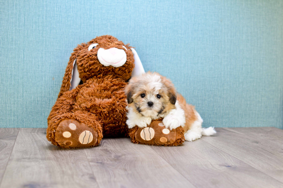 Funny Teddy Bear Designer Pup