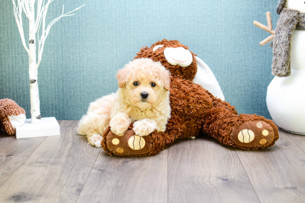 Cavapoo Pup Being Cute