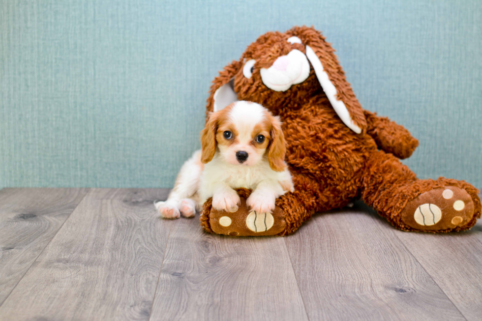 Fluffy Cavalier King Charles Spaniel Purebred Puppy