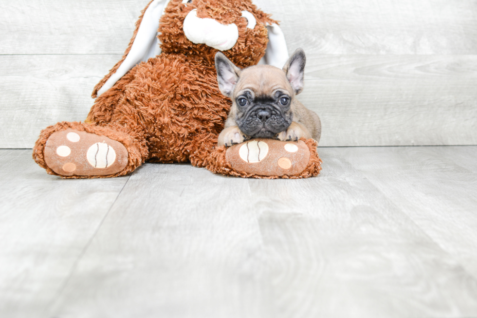 Sweet Frenchie Purebred Puppy