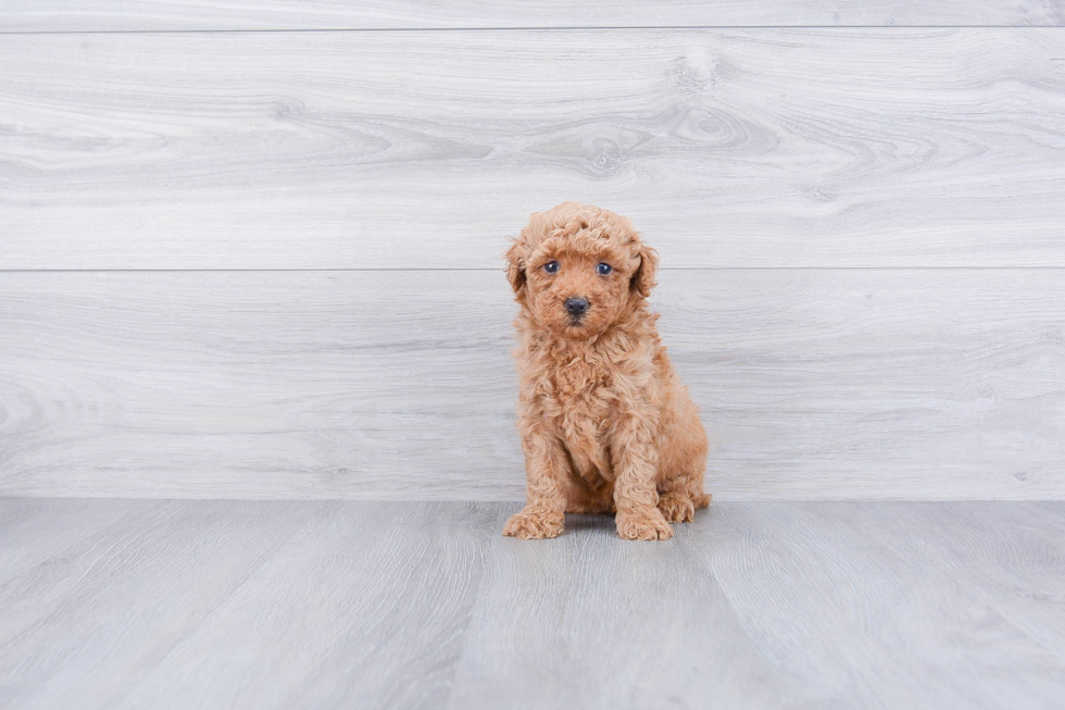 Playful Golden Retriever Poodle Mix Puppy