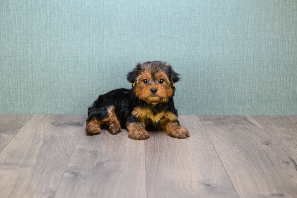 Meet Jeremy - our Yorkshire Terrier Puppy Photo 