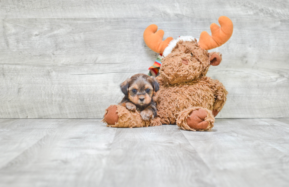 Adorable Shorkie Designer Puppy