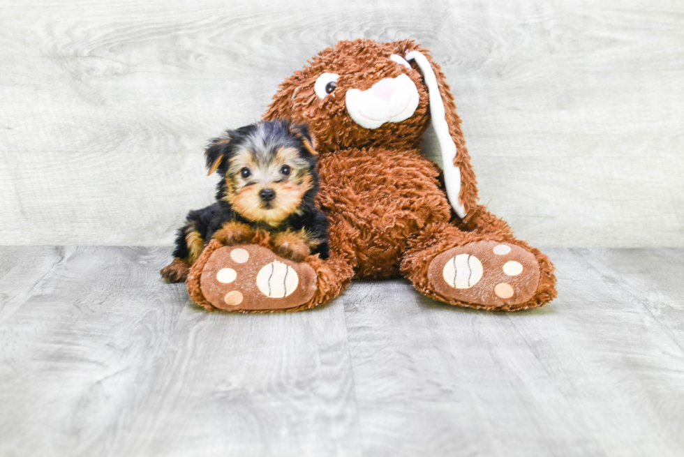 Meet Avery - our Yorkshire Terrier Puppy Photo 