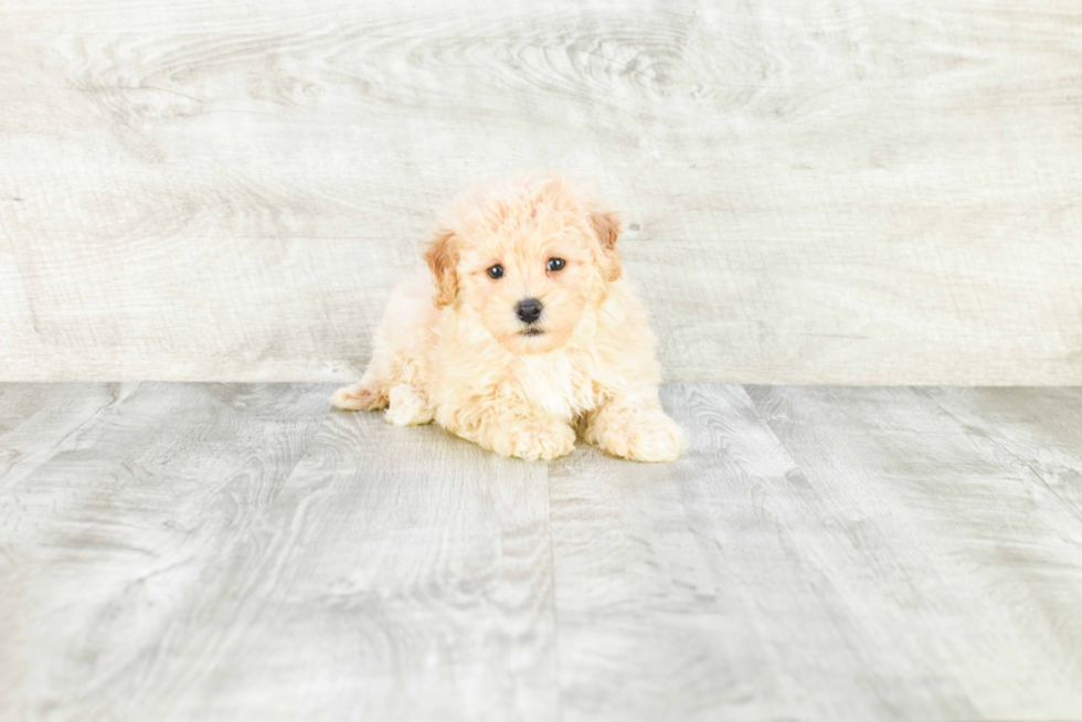 Maltipoo Puppy for Adoption