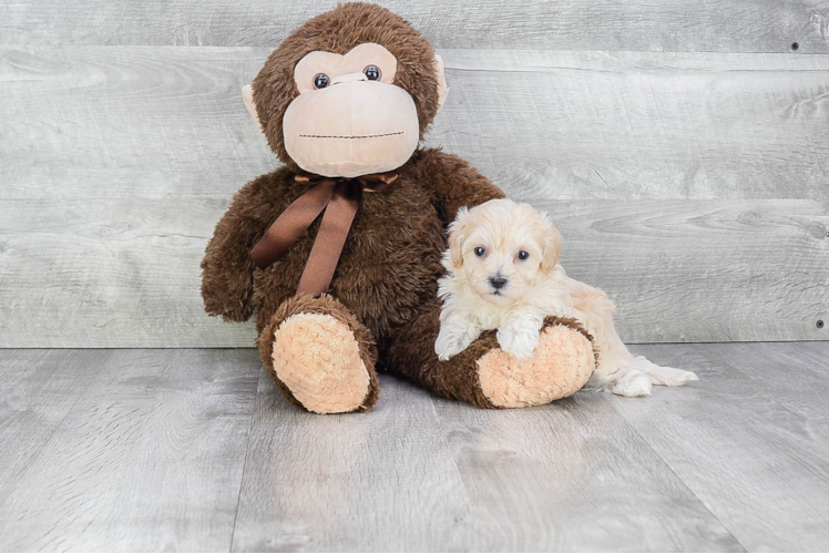 Happy Maltipoo Baby