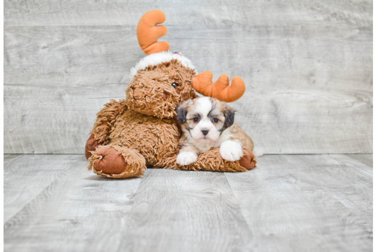 Teddy Bear Pup Being Cute