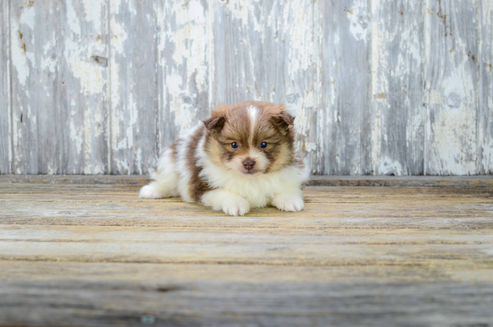 Pomeranian Pup Being Cute