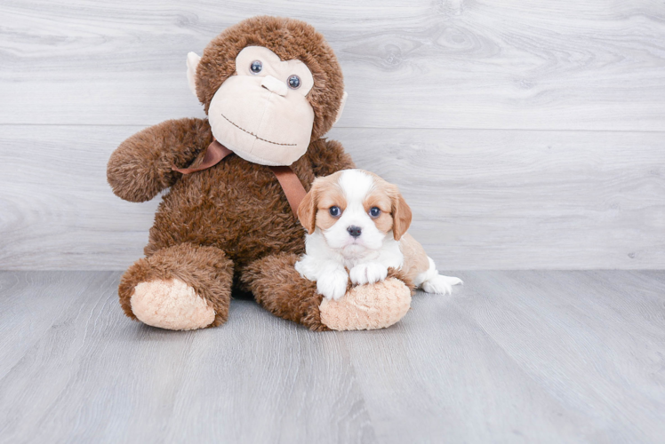 Best Cavalier King Charles Spaniel Baby