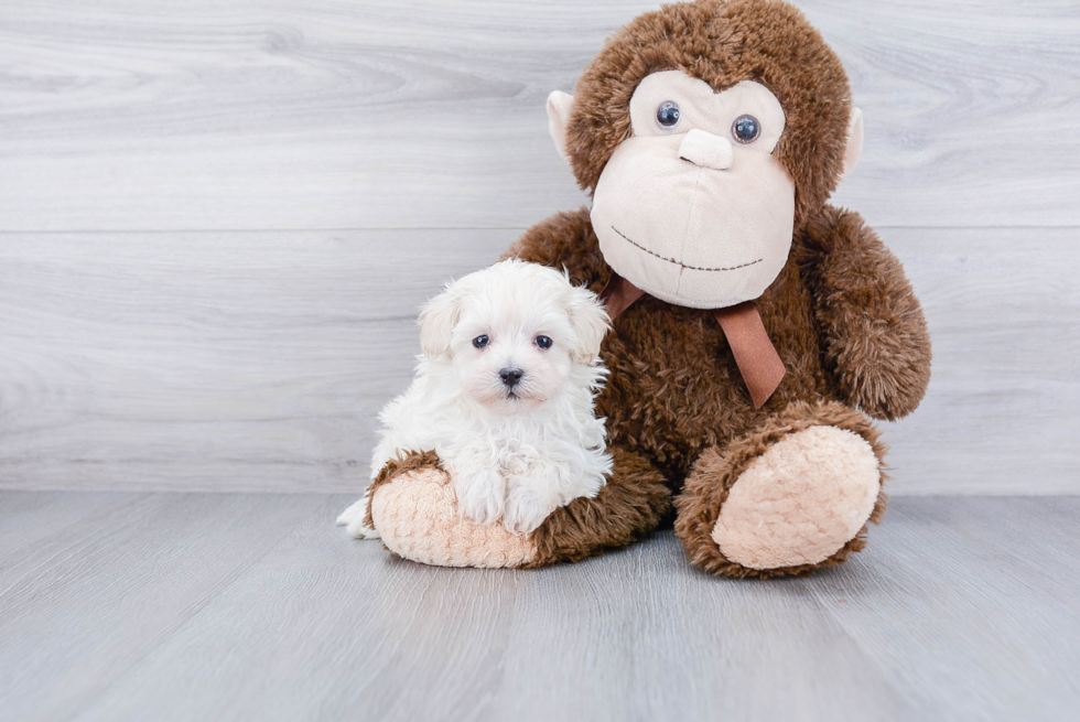 Petite Maltipoo Poodle Mix Pup