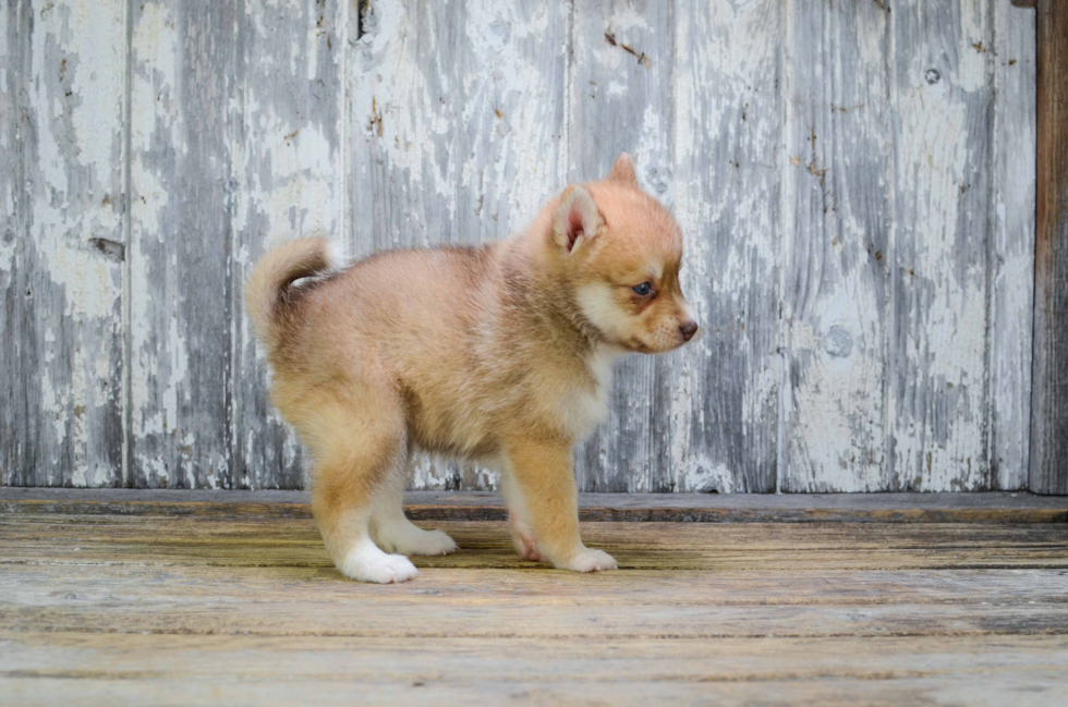 Best Pomsky Baby