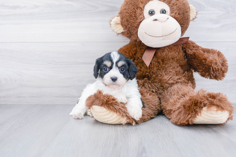 Cavachon Pup Being Cute