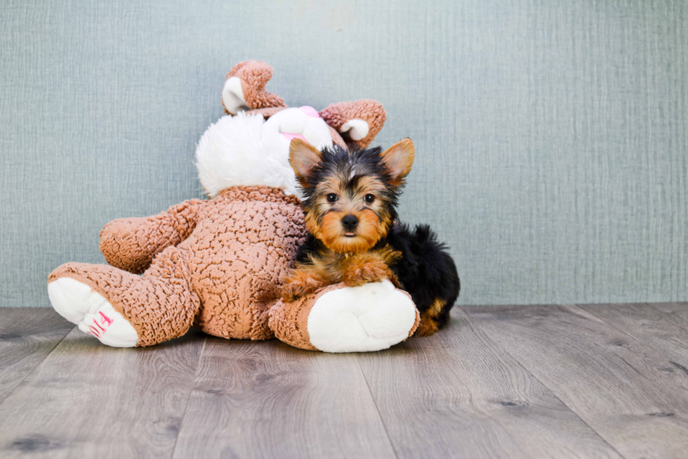 Meet Snickers - our Yorkshire Terrier Puppy Photo 