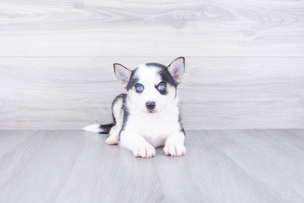 Smart Pomsky Designer Pup