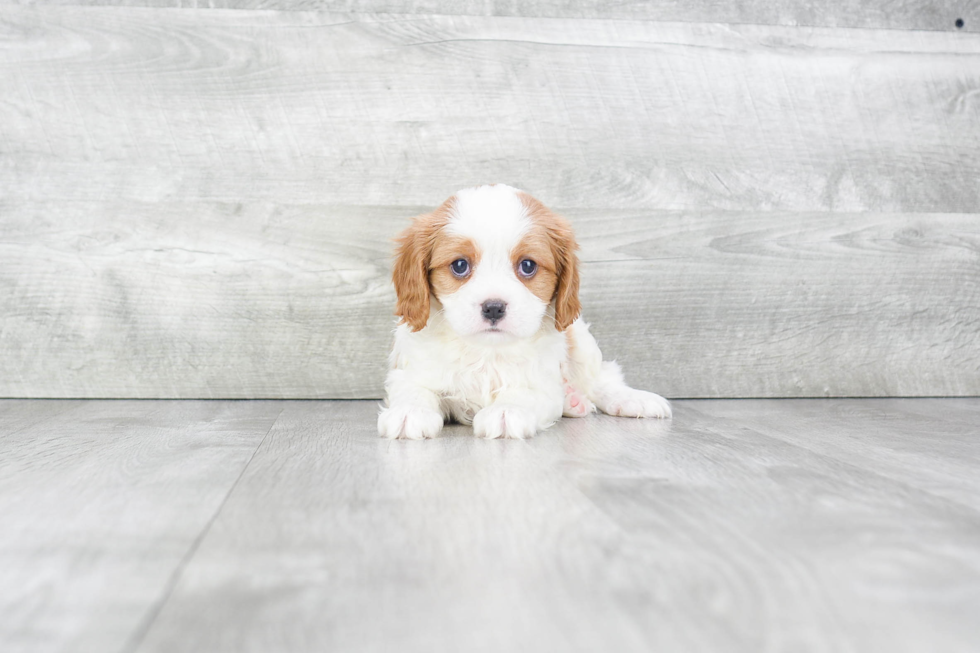 Popular Cavalier King Charles Spaniel Baby