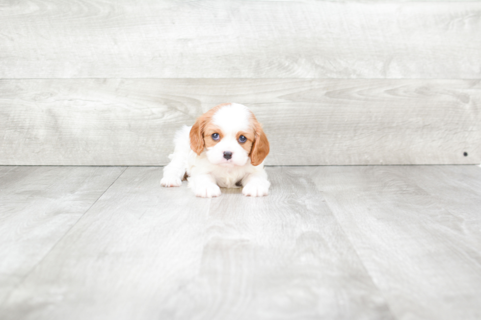 Hypoallergenic Cavalier King Charles Spaniel Purebred Pup