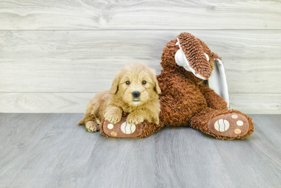 Cute Mini Goldendoodle Baby