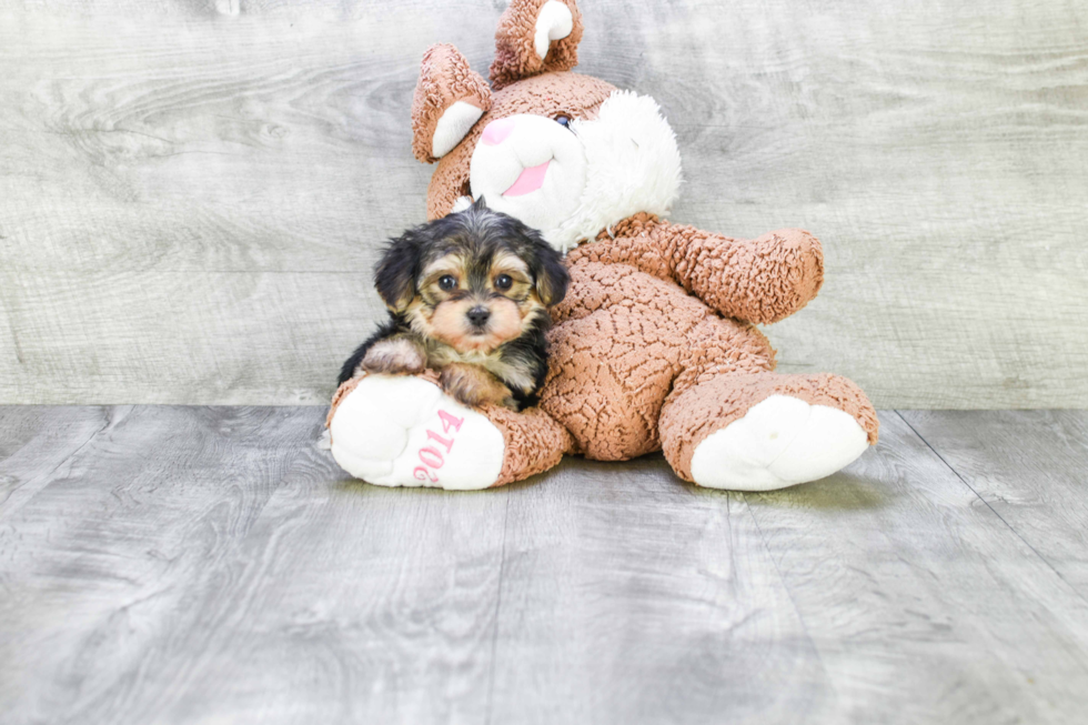 Cute Morkie Baby