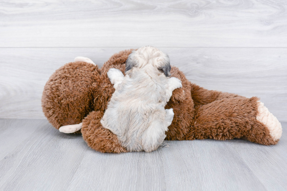 Little Maltepoo Poodle Mix Puppy