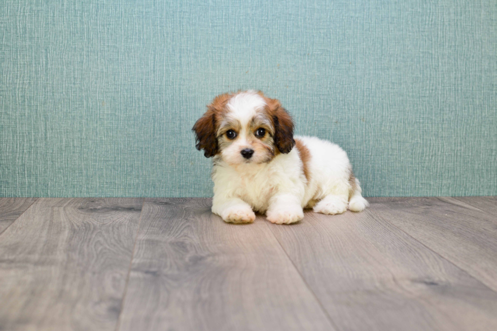 Cavachon Puppy for Adoption