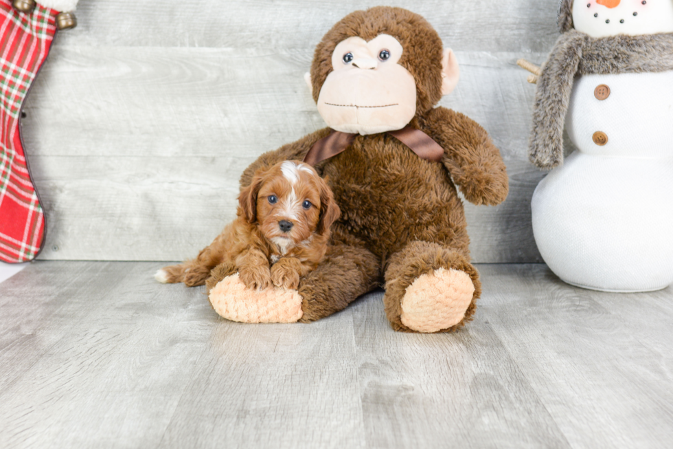 Best Cavapoo Baby