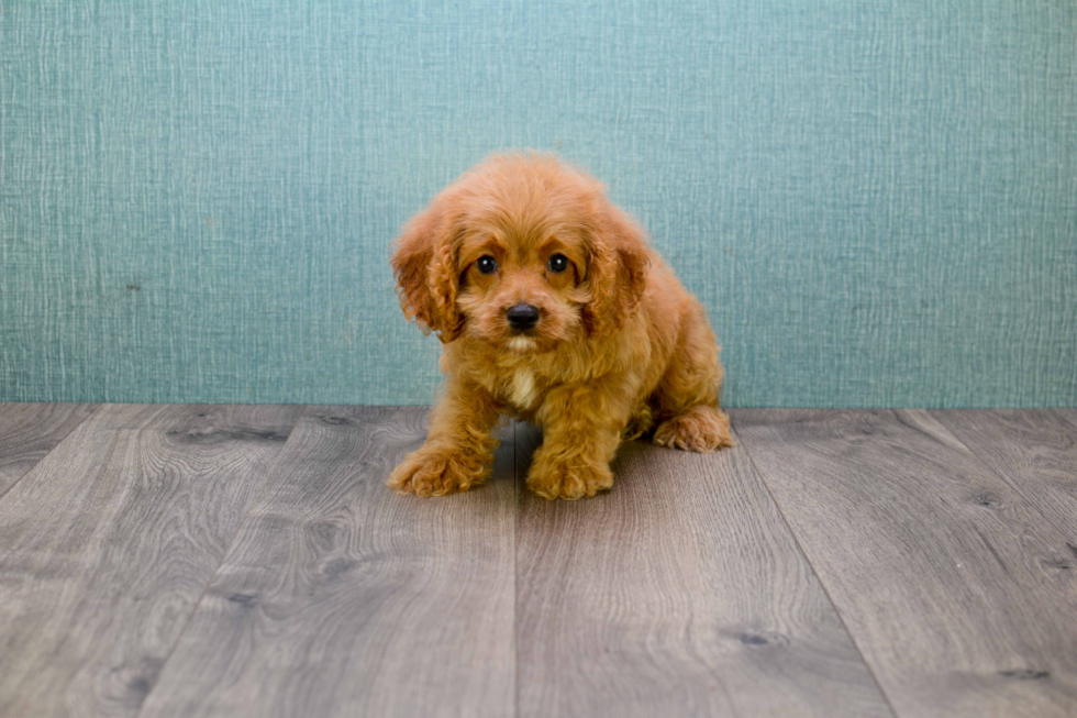 Adorable Cavoodle Poodle Mix Puppy