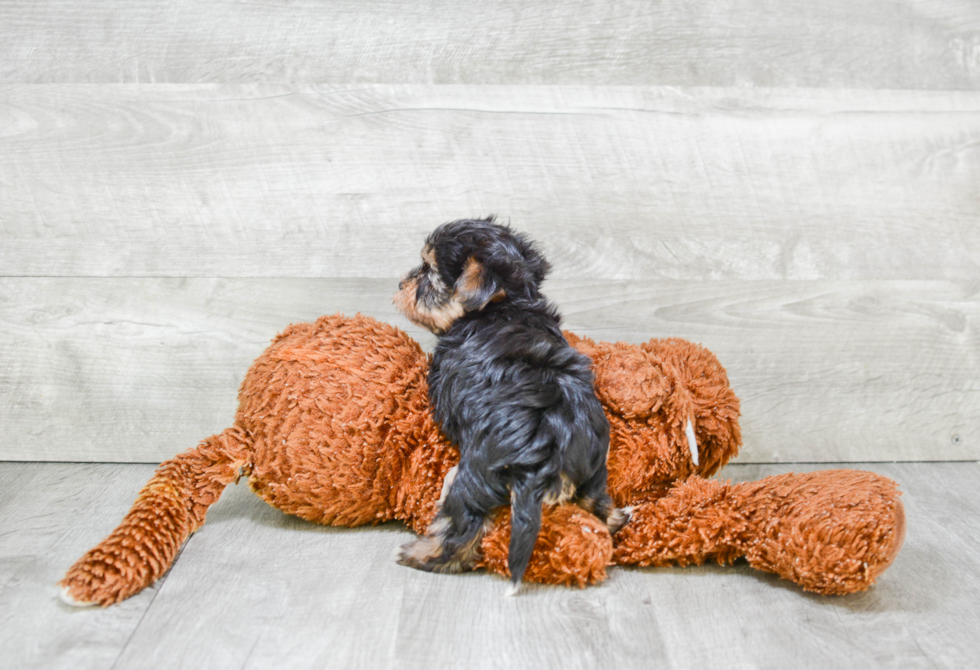 Adorable Yorkie Designer Puppy