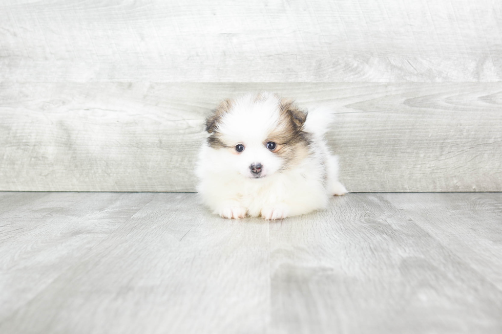 Cute Pomeranian Purebred Puppy