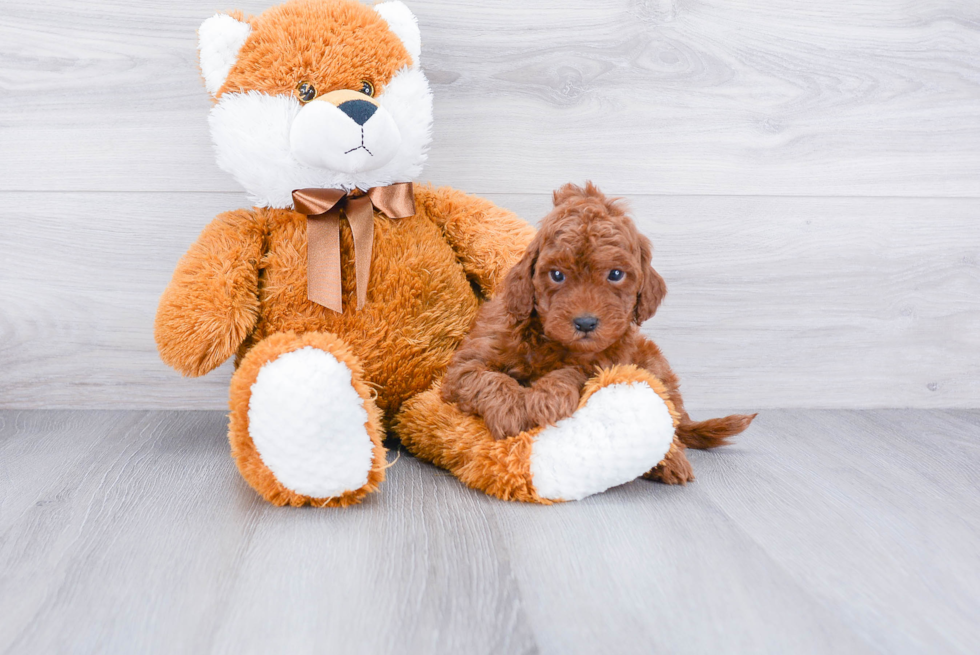 Mini Goldendoodle Pup Being Cute