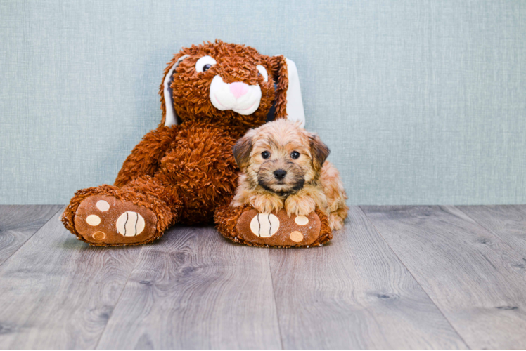 Fluffy Morkie Designer Pup