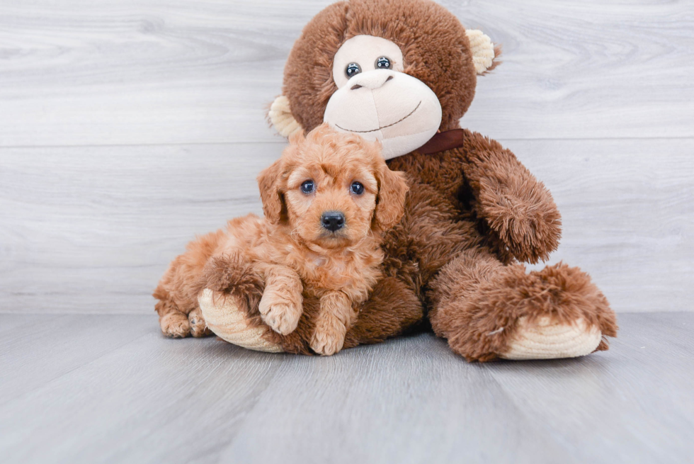 Mini Goldendoodle Puppy for Adoption