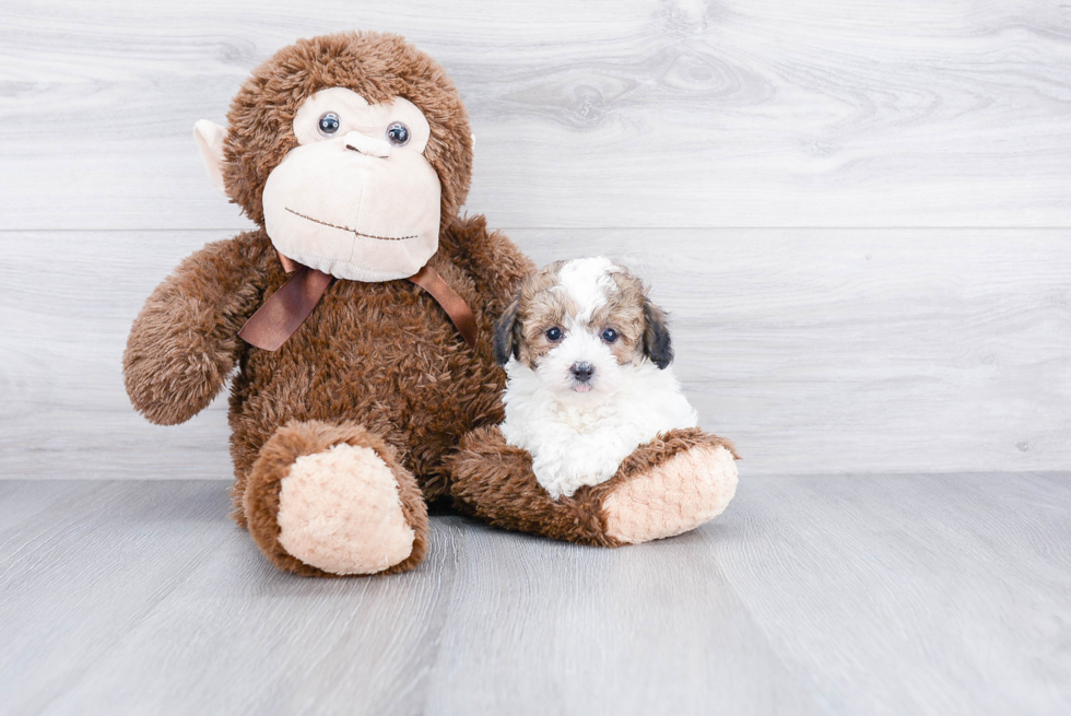 Best Maltipoo Baby