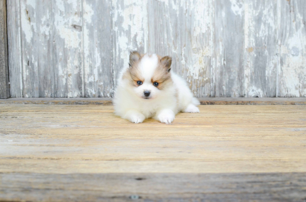 Pomeranian Pup Being Cute