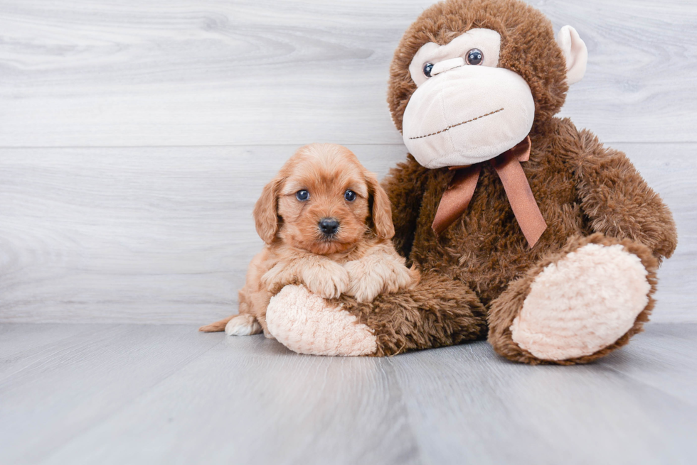 Best Cavapoo Baby