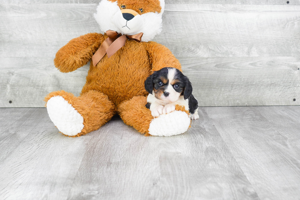 Best Cavalier King Charles Spaniel Baby