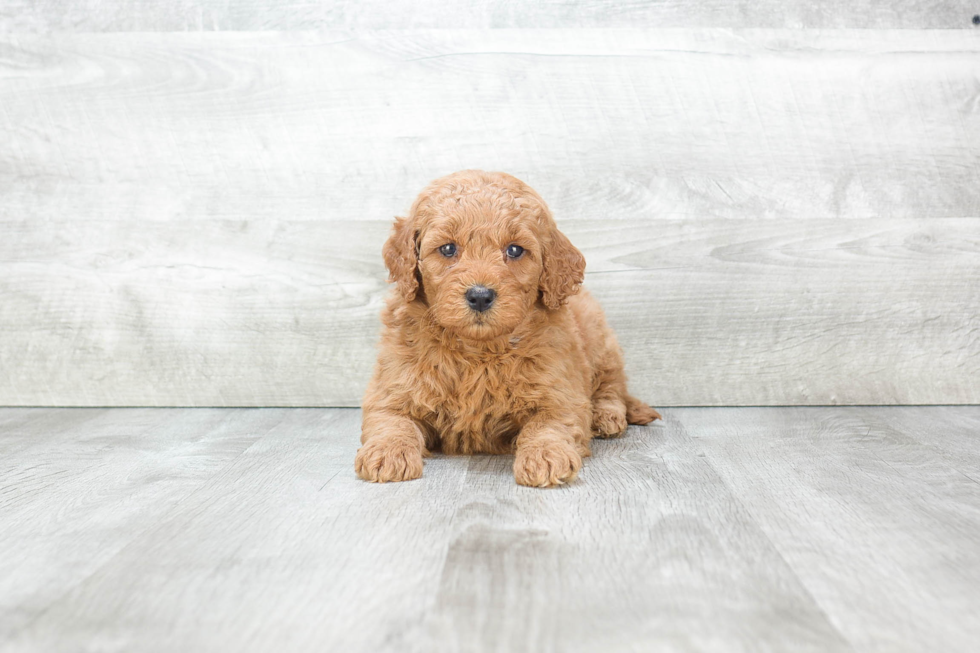 Best Mini Goldendoodle Baby