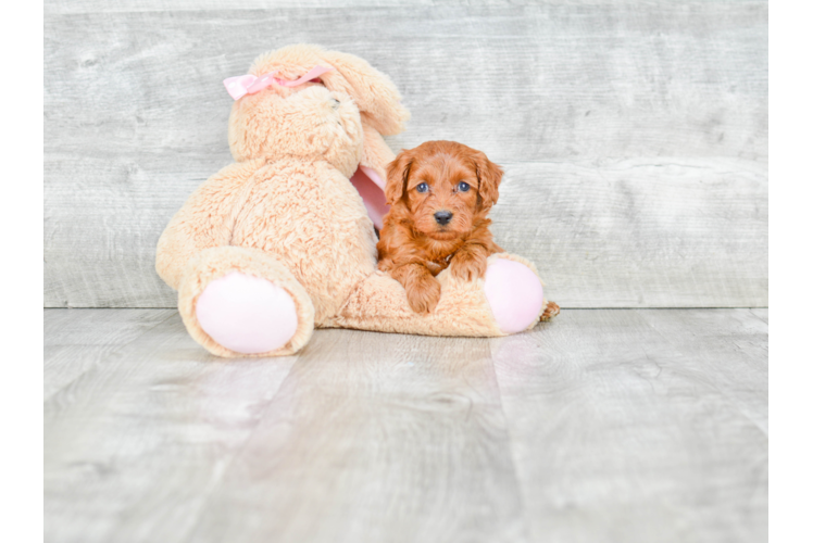 Small Mini Goldendoodle Baby