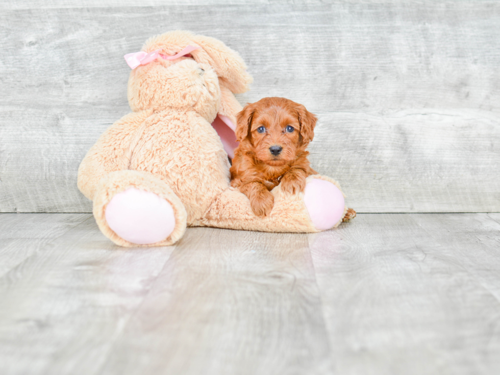 Small Mini Goldendoodle Baby