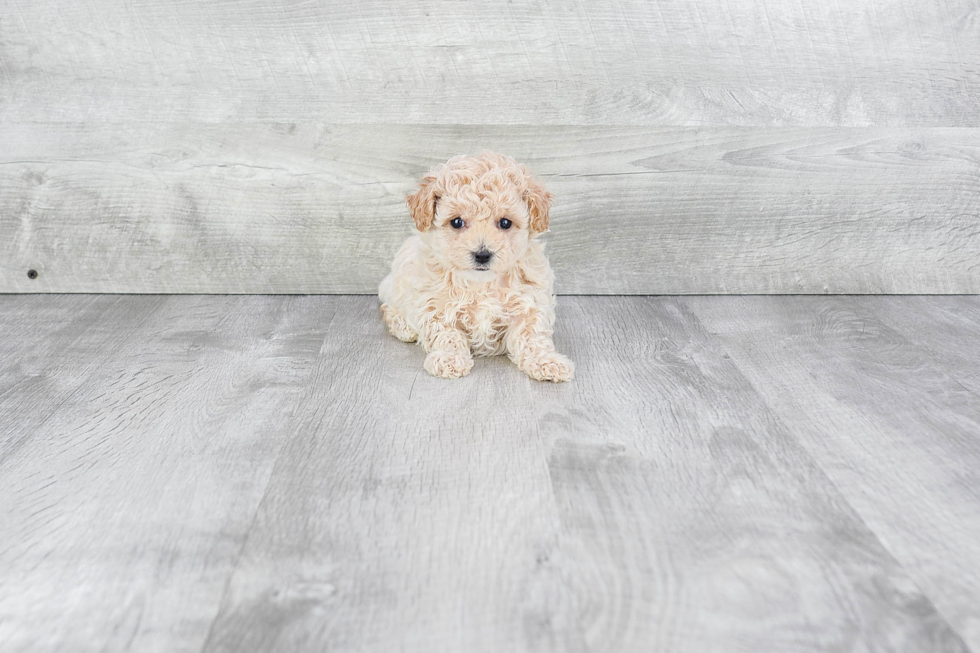 Maltipoo Puppy for Adoption