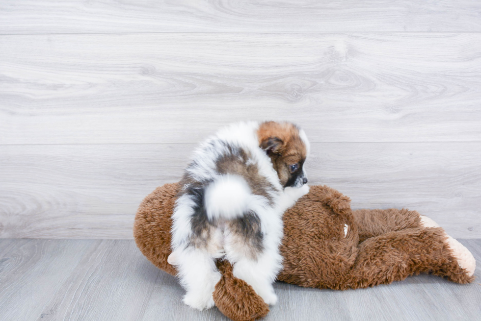 Happy Pomeranian Purebred Puppy