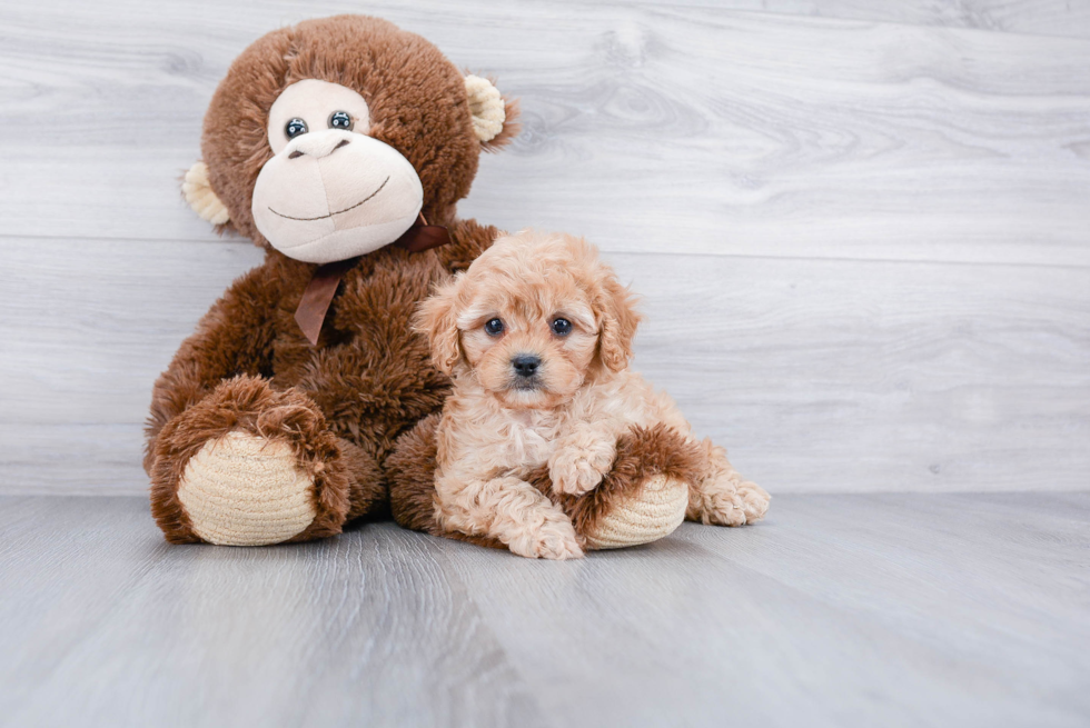 Funny Cavapoo Poodle Mix Pup