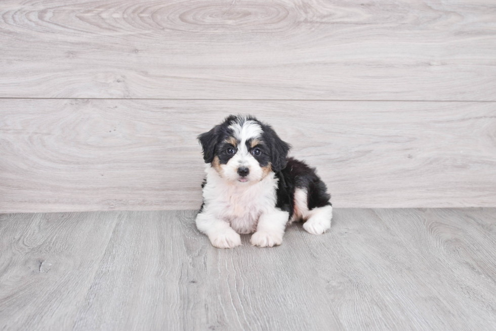 Mini Aussiedoodle Pup Being Cute