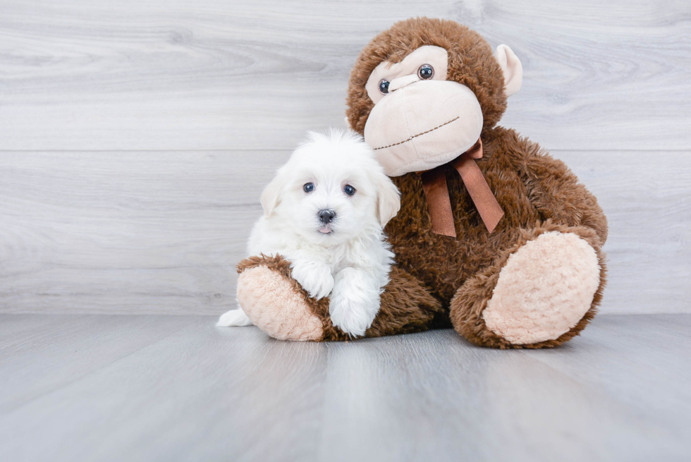 Cute Maltipoo Baby