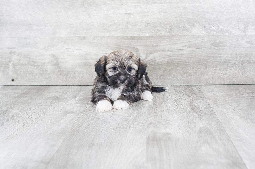 Adorable Havanese Purebred Puppy