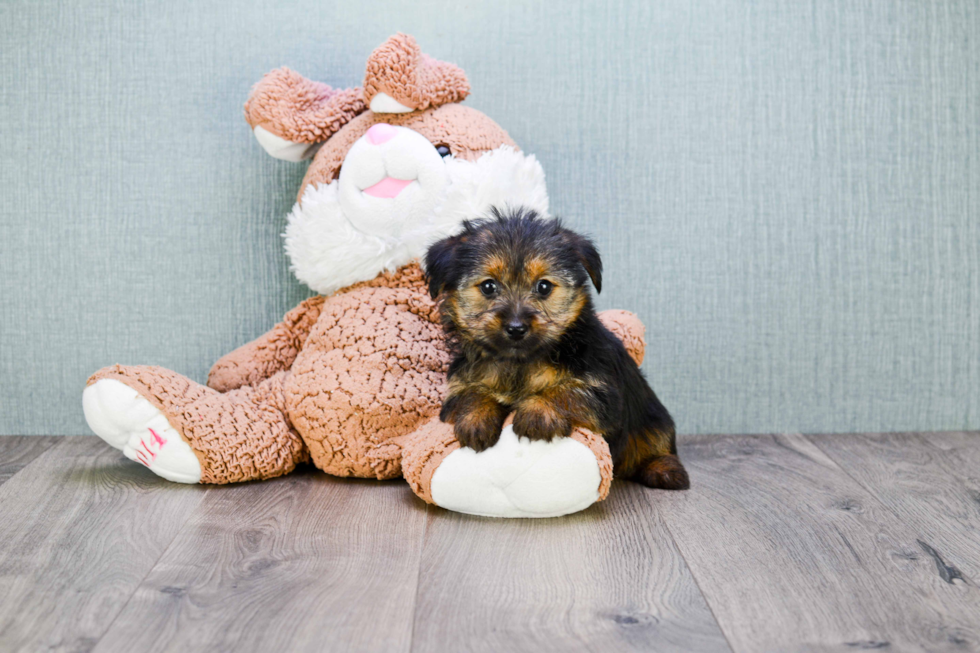 Meet Steph - our Yorkshire Terrier Puppy Photo 